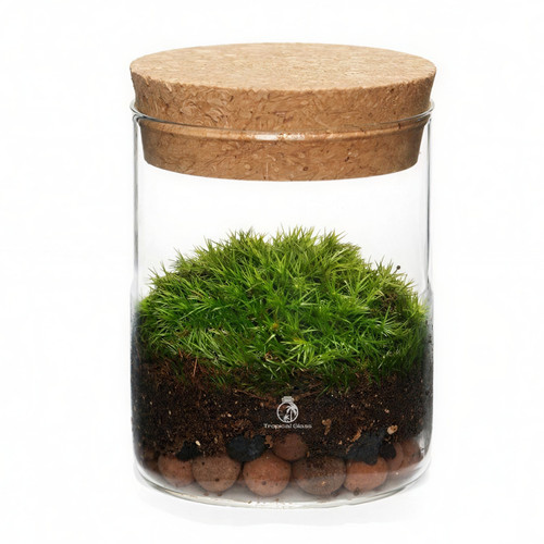 Mini moss terrarium - moss, |