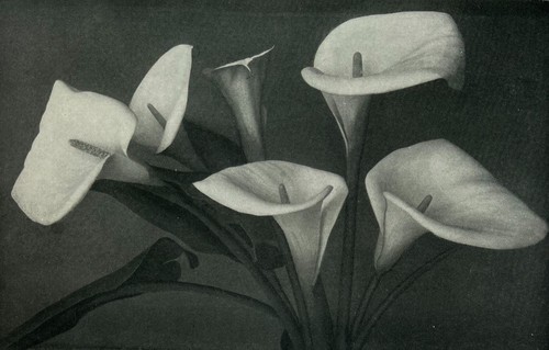 Lovely still life study - , of