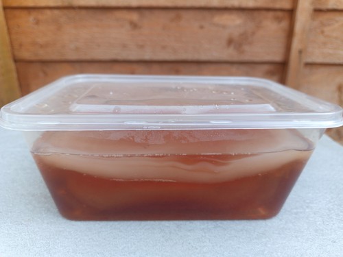 Live kombucha scoby - scoby, –