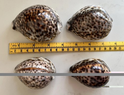 Four tiger cowrie - four, shells