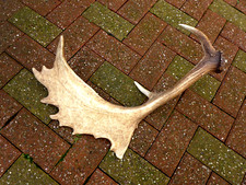 Fallow Deer Antler Stick
