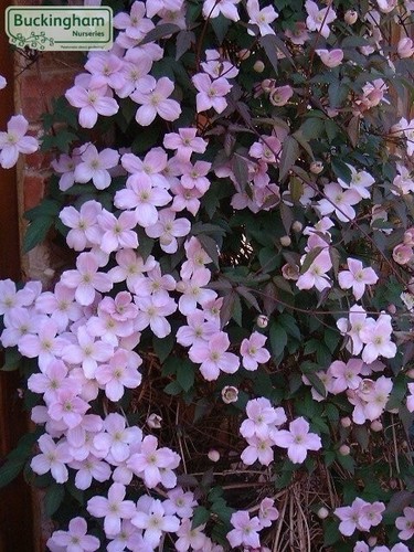 Clematis montana elizabeth - clematis, elizabeth'