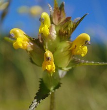 Yellow Rattle Seeds