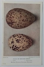 Vintage Postcard of the Eggs