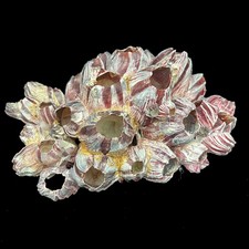 Extra large real barnacle - large,