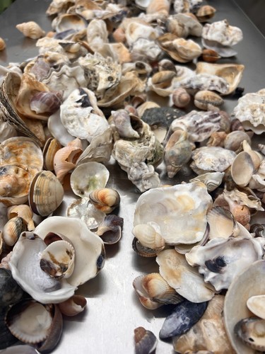 South coast mixed sea - coast, shells