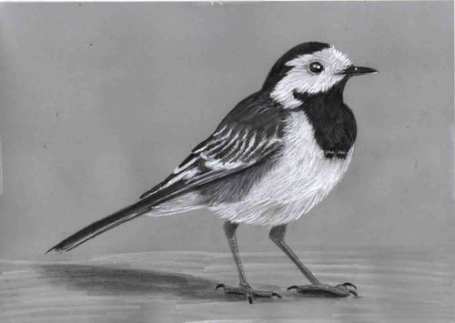 Original colour pencil artwork