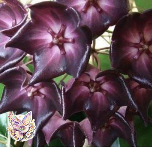 Hoya macgillivrayi rare frech - hoya,