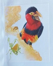 Bird Print: Bearded Barbet