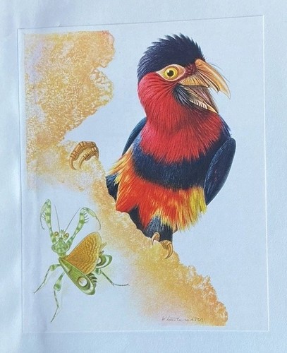 Bird print bearded barbet - bird,