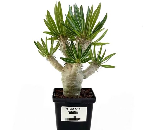 Sale pot 8cm rare plant - pot,