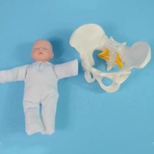 Life Size Female Pelvis Model with Baby for Students Teaching Study Display