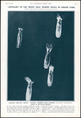 1930 antique print - print, molluscs