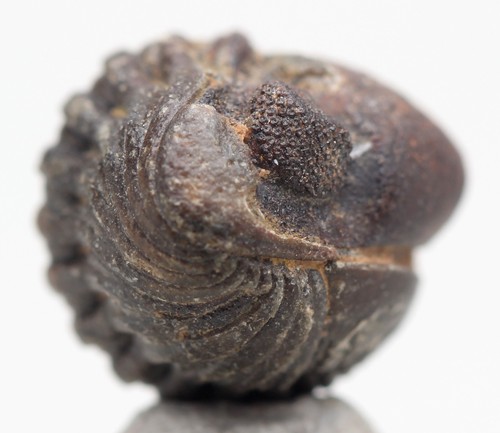 Phacops trilobite fossil sea - trilobite,