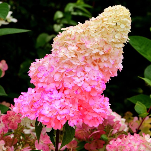 Hydrangea paniculata sundae - hydrangea,