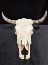 Steer Skull 21 Inch Wide Bull