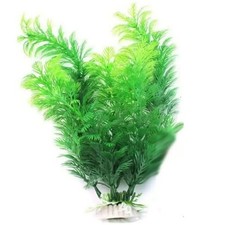 30cm large fish - fish, tank