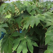 Tetrapanax papyrifer rex - rex, |