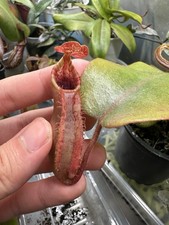 Nepenthes (veitchii x