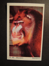 DANDY GUM WILD ANIMALS DANISH