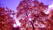 IRchrome / AeroChrome Infrared