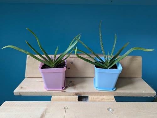 Medicinal aloe vera15cm - medicinal,