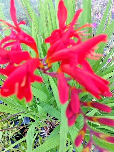 Crocosmia hellfire red plant - hellfire,