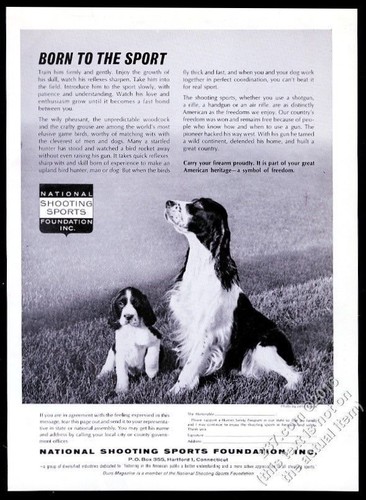1962 english setter and - english,