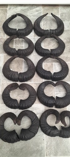 Pairs black ram horns - 10,