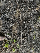 Triumph Herald Vitesse Hood