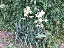 4 Small Outdoor Yucca Plants, dug from my own garden