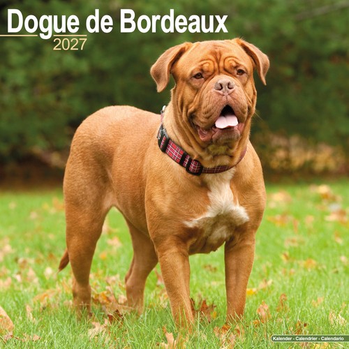 Dogue bordeaux 2027 - dogue, de