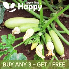 VEGETABLE SEEDS COURGETTE