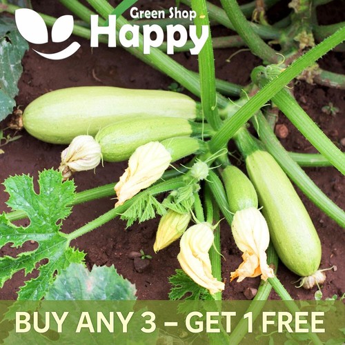 Vegetable seeds courgette - vegetable,