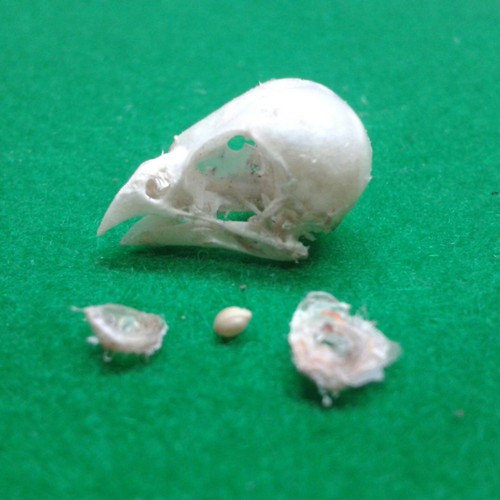 Zebra finch skull exotic pet - exotic,