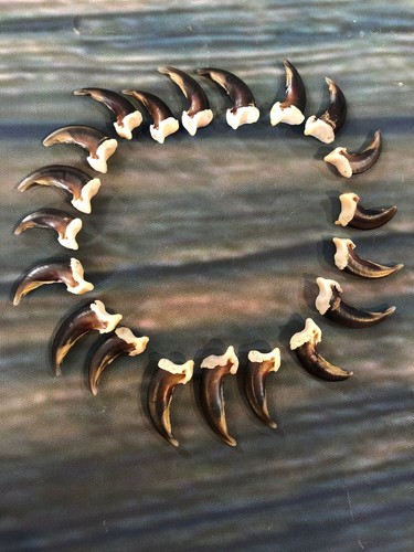 Real coyote claws toes bone - real,