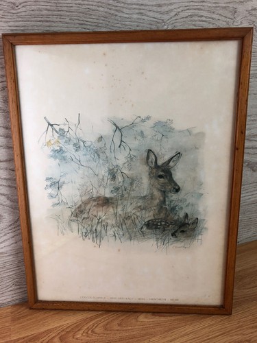 Cervus elaphus hind med - hind,