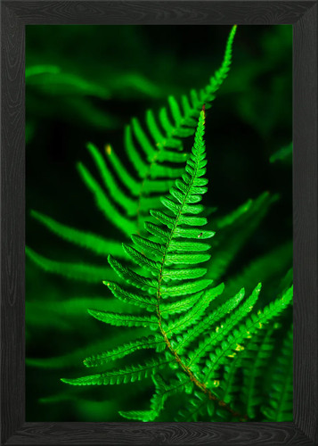 Lush green fern fronds framed - lush,