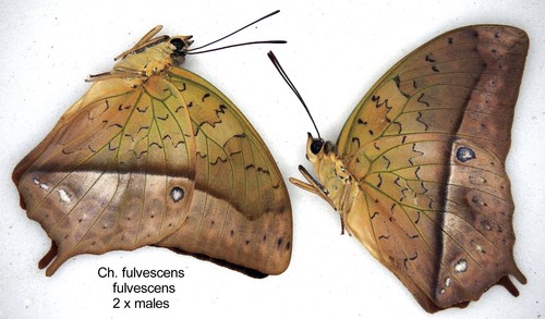 Butterfly charaxinae 2x - butterfly,
