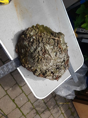 Oak burr for - for, turning