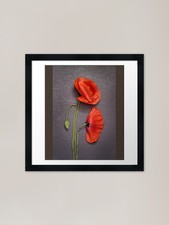 Red Poppy Flower Blossoms
