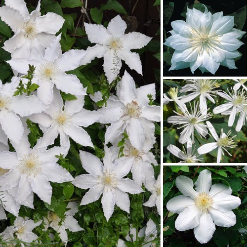 Clematis white coloured - x,