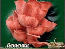 MUSHROOM SPORES IN WOODEN DOWELS PINK OYSTER MUSHROOM PACK END OF 2025