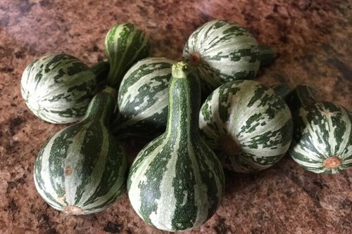 Tennessee dancing gourd - tennessee,