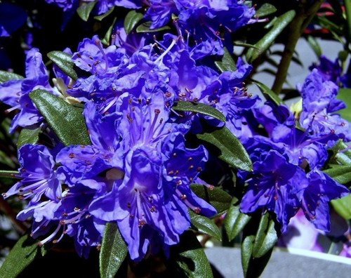 Blue baron rhododendron well - baron, rhododendron~well