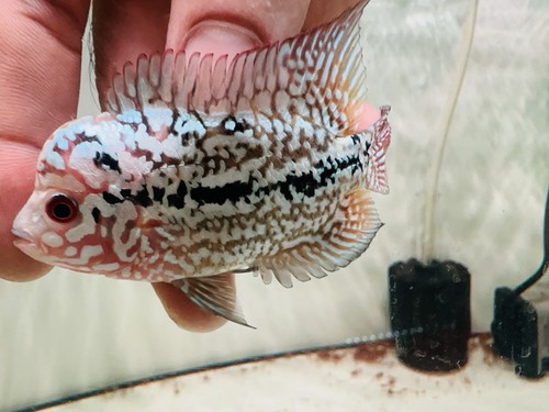 Kamfa full pearl flowerhorn - kamfa, f2