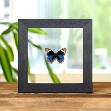 Blue Pansy Butterfly In Clear