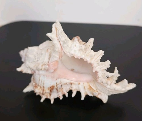 Large sea shell murex - conch, 14