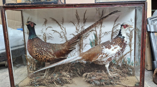 Antique taxidermy brace - antique, of
