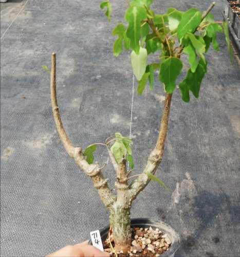Sale plant succulentlive - sale,